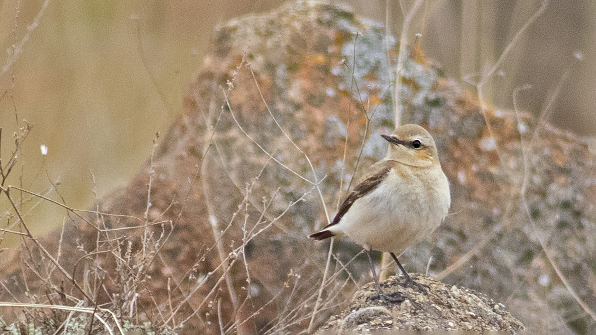 Isabelline Wheatear